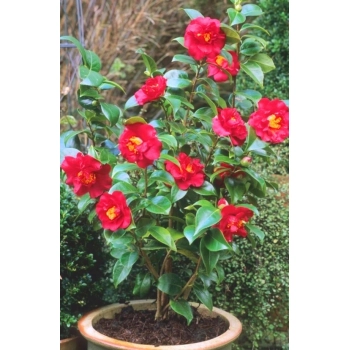 KAMELIA CAMELLIA czerwona - sadzonki 50 / 80 cm